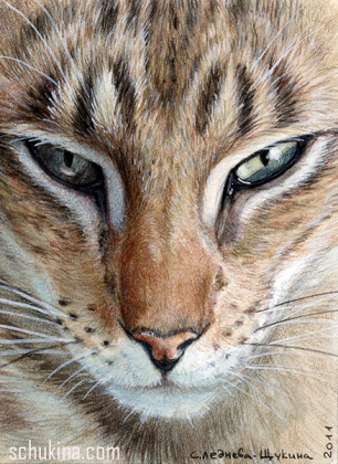 Oriental Cat  ( Predator's eyes) / 110750